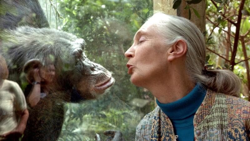 Jane Goodall